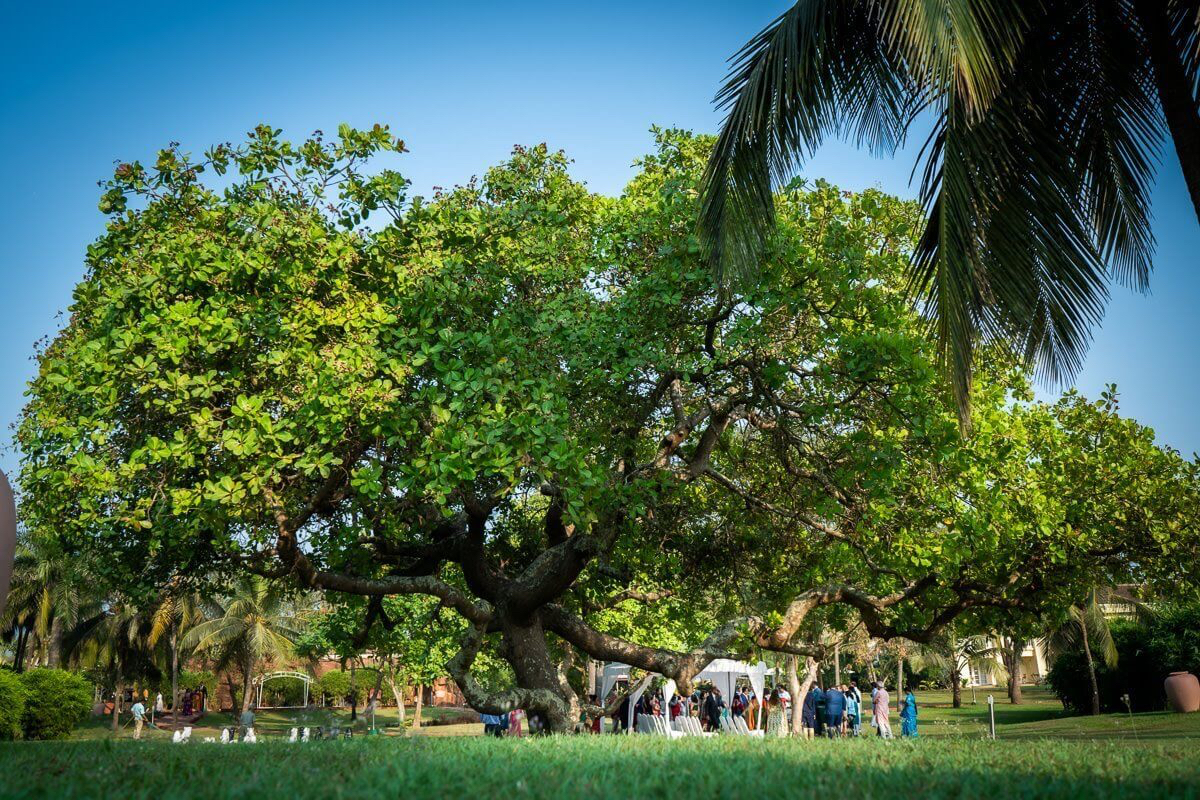 destination wedding Goa - beach wedding at Zuri white sands